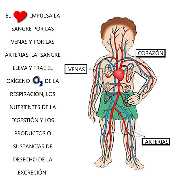 Y sistema sus partes circulatorio funcion del